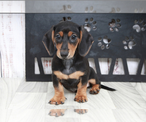 Dachshund Puppy for sale in MARIETTA, GA, USA