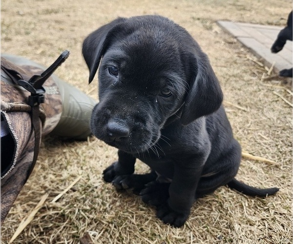 Medium Photo #2 Labrador Retriever Puppy For Sale in BARRON, WI, USA
