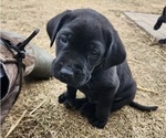 Small #1 Labrador Retriever
