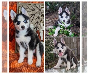Pomsky Puppy for sale in SPRING HILL, FL, USA