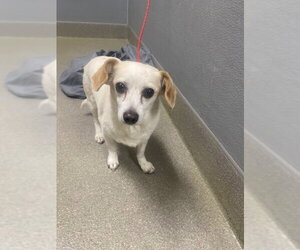 Chihuahua-Unknown Mix Dogs for adoption in Las Vegas, NV, USA