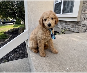 Goldendoodle (Miniature) Puppy for sale in RAYMORE, MO, USA