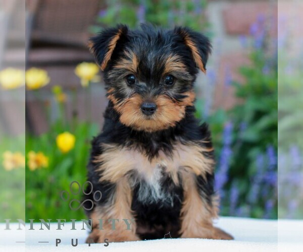 Medium Photo #1 Yorkshire Terrier Puppy For Sale in REINHOLDS, PA, USA