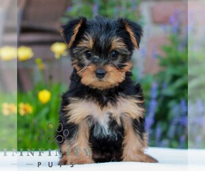 Yorkshire Terrier Puppy for sale in REINHOLDS, PA, USA