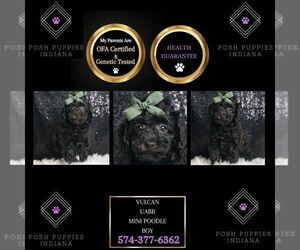 Poodle (Miniature) Puppy for sale in WARSAW, IN, USA