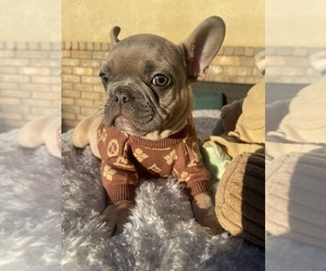 French Bulldog Puppy for sale in VICTORVILLE, CA, USA