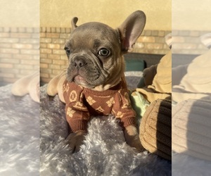 Medium French Bulldog