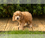 Small #23 Cocker Spaniel
