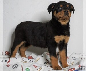 Rottweiler Puppy for sale in FREDERICKSBG, OH, USA