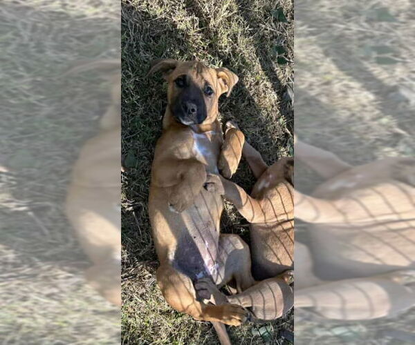 Medium Photo #15 American Staffordshire Terrier-Boxer Mix Puppy For Sale in Princeton, MN, USA