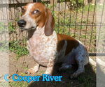 Small #1 Dachshund Mix