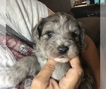 Puppy 4 Aussiedoodle-Miniature Australian Shepherd Mix