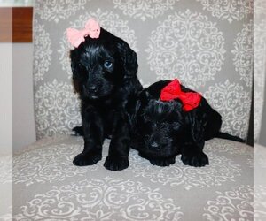Double Doodle Puppy for sale in BELLVILLE, OH, USA