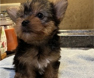 Yorkshire Terrier Puppy for sale in DOTHAN, AL, USA
