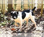 Small Photo #1 Jack Russell Terrier-Labrador Retriever Mix Puppy For Sale in Rowayton, CT, USA
