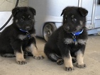 Small Photo #9 German Shepherd Dog Puppy For Sale in FONTANA, CA, USA