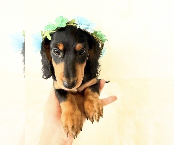 Medium Photo #6 Dachshund Puppy For Sale in DAVIS, CA, USA