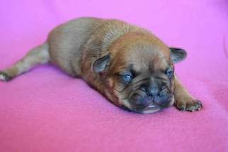 French Bulldog Puppy for sale in COLEMAN, TX, USA