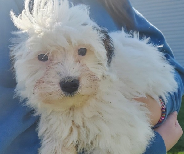 Medium Photo #8 Bernedoodle (Miniature) Puppy For Sale in LEETONIA, OH, USA
