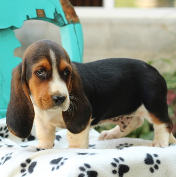 Medium Photo #1 Basset Hound Puppy For Sale in GAP, PA, USA