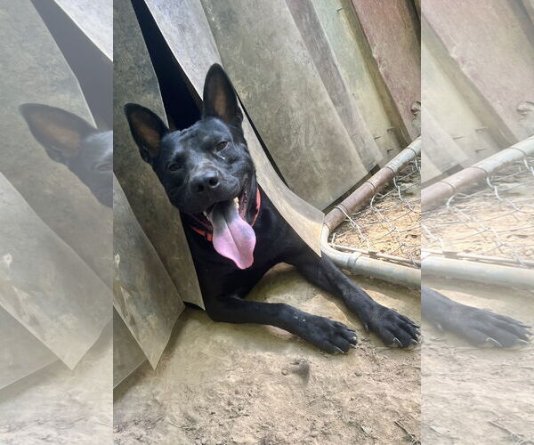 Medium Photo #5 German Shepherd Dog-Unknown Mix Puppy For Sale in Munford, TN, USA