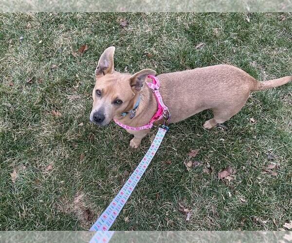 Medium Photo #3 Feist Terrier-Unknown Mix Puppy For Sale in Springdale, PA, USA