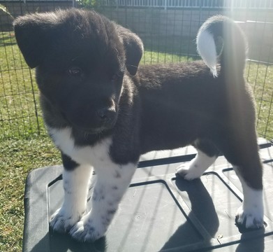 Medium Photo #1 Akita Puppy For Sale in YORBA LINDA, CA, USA