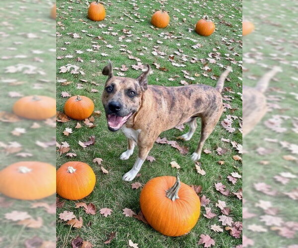 Medium Photo #3 Boxer-Staffordshire Bull Terrier Mix Puppy For Sale in Southbury, CT, USA