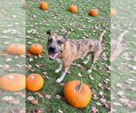 Small Photo #3 Boxer-Staffordshire Bull Terrier Mix Puppy For Sale in Southbury, CT, USA