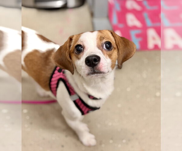 Medium Photo #1 Beagle-Unknown Mix Puppy For Sale in Mundelein, IL, USA