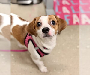 Beagle-Unknown Mix Dogs for adoption in Mundelein, IL, USA