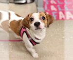 Small Beagle Mix