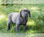 Small Photo #14 Cane Corso Puppy For Sale in WAKARUSA, IN, USA