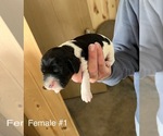 Small Photo #4 English Springer Spaniel Puppy For Sale in OLLIE, IA, USA