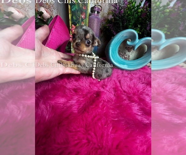 Medium Photo #1 Chihuahua Puppy For Sale in TRACY, CA, USA