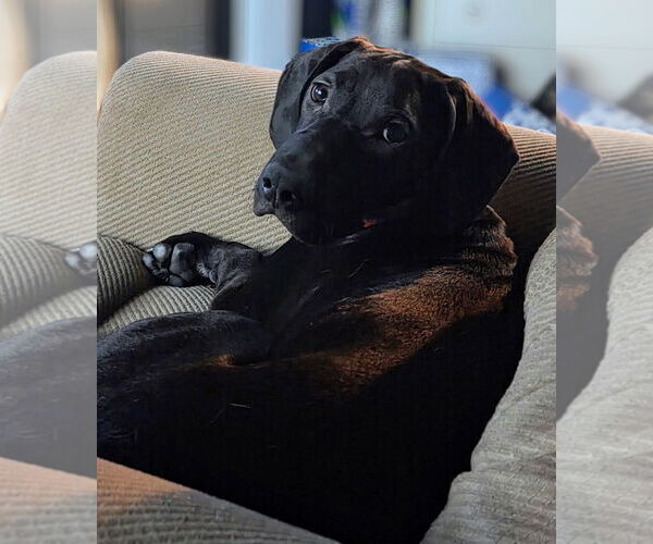 Medium Photo #3 Mutt Puppy For Sale in Sanford, FL, USA