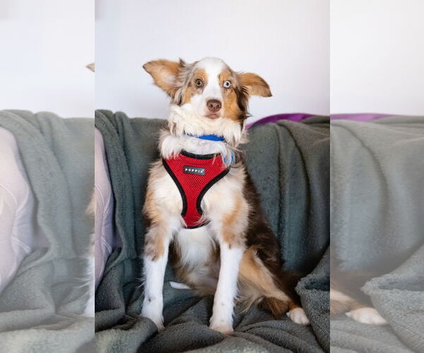Medium Photo #8 Australian Shepherd Puppy For Sale in St. Louis Park, MN, USA