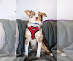 Small #7 Australian Shepherd