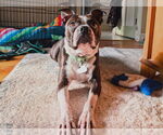 Small #5 Boston Terrier