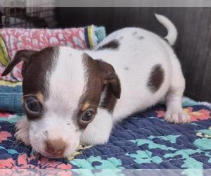 Chihuahua-Unknown Mix Dogs for adoption in San Antonio, TX, USA