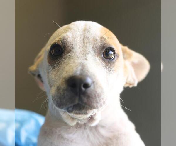 Medium Photo #2 Mutt Puppy For Sale in San Antonio, TX, USA