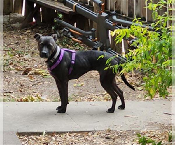 Medium Photo #2 Boxer-Unknown Mix Puppy For Sale in San Antonio, TX, USA