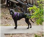 Small #1 Boxer Mix