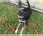 Small #2 German Shepherd Dog Mix