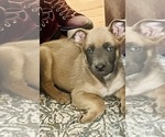 Small #1 Belgian Malinois