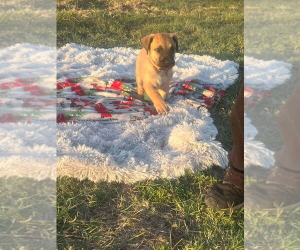 Medium Photo #3 Great Dane-Unknown Mix Puppy For Sale in Bullard, TX, USA