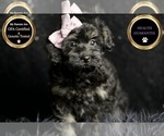 Puppy Buzzy Morkie