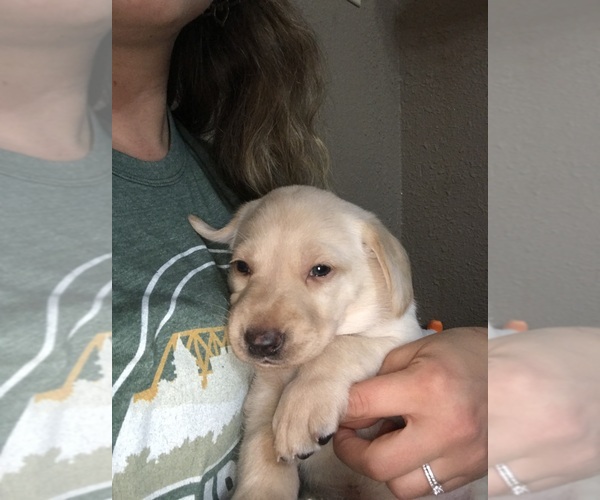 Medium Photo #4 Labrador Retriever Puppy For Sale in DUBUQUE, IA, USA