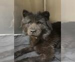 NOVA - Female Chow Chow Dog for Adoption - Small photo