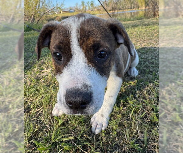 Medium Photo #5 Mutt Puppy For Sale in Tarrytown, GA, USA